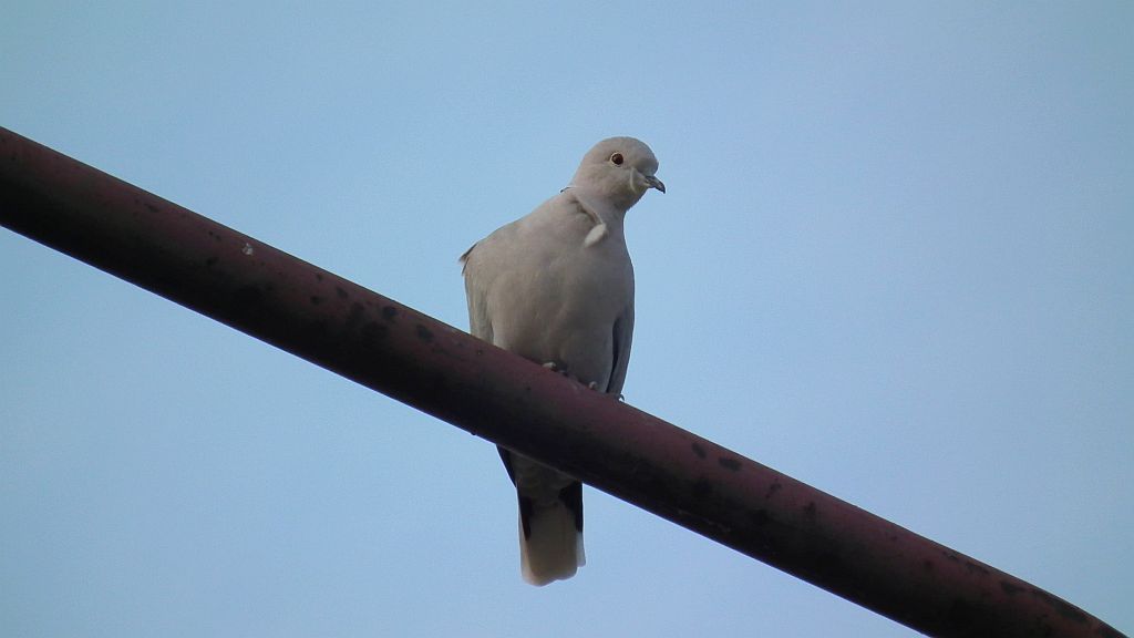 Sierpówka/synogarlica turecka (Streptopelia decaocto)