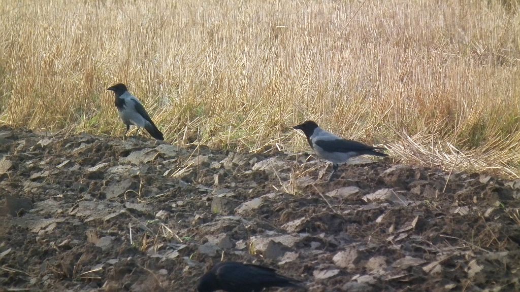 Wrona, wrona siwa (Corvus cornix)