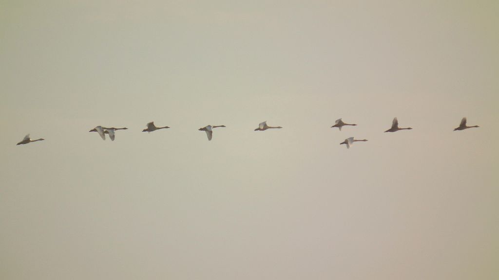 Łabędź krzykliwy (Cygnus cygnus)