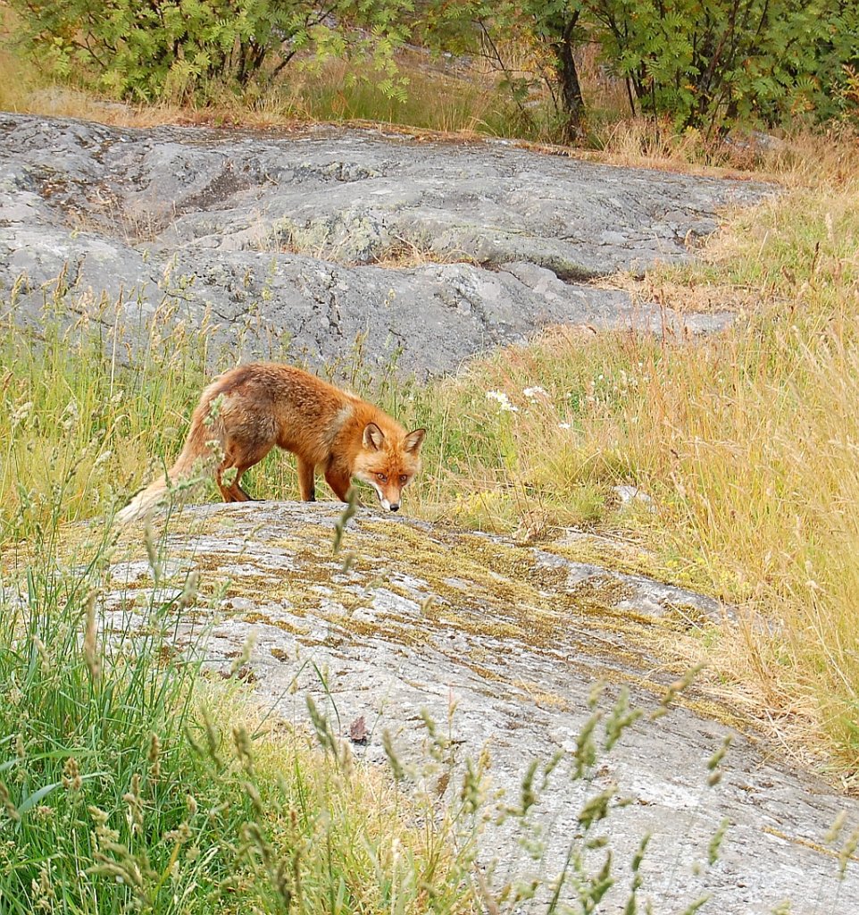 Lis, lis pospolity, lis rudy (Vulpes vulpes)