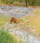 Lis, lis pospolity, lis rudy (Vulpes vulpes)