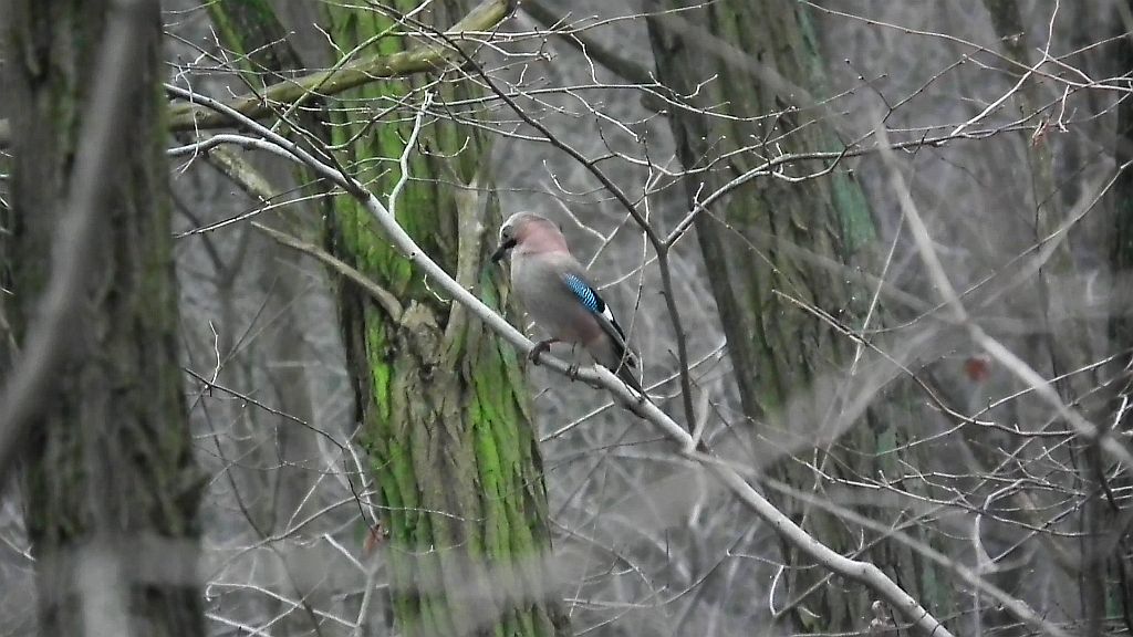 Sójka zwyczajna/sójka (Garrulus glandarius)