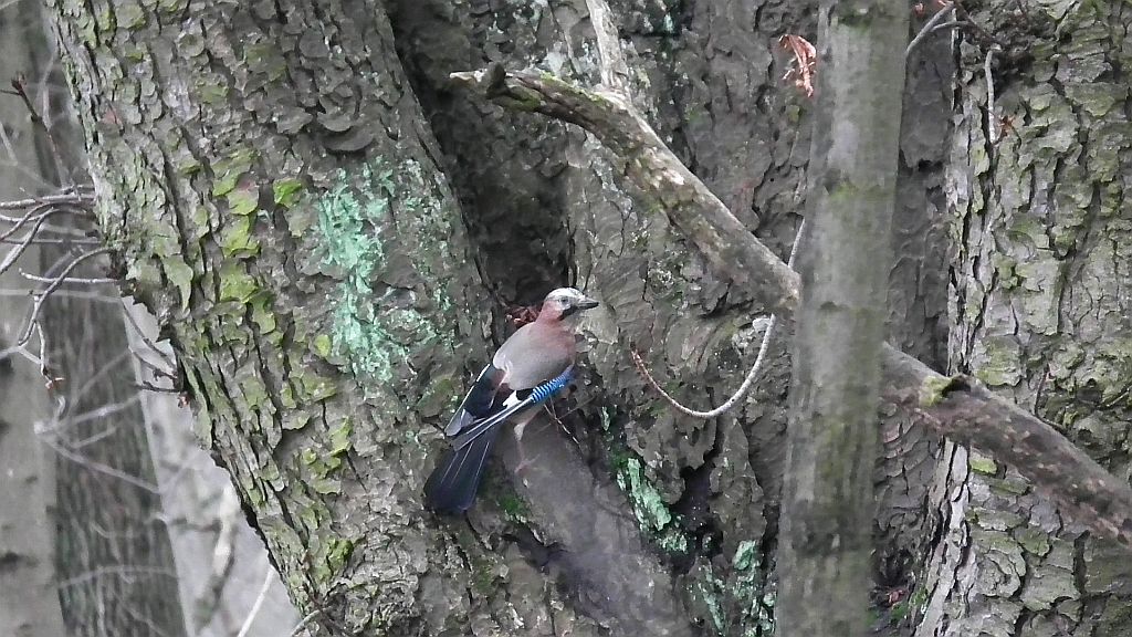 Sójka zwyczajna/sójka (Garrulus glandarius)