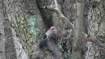 Sójka zwyczajna/sójka (Garrulus glandarius)