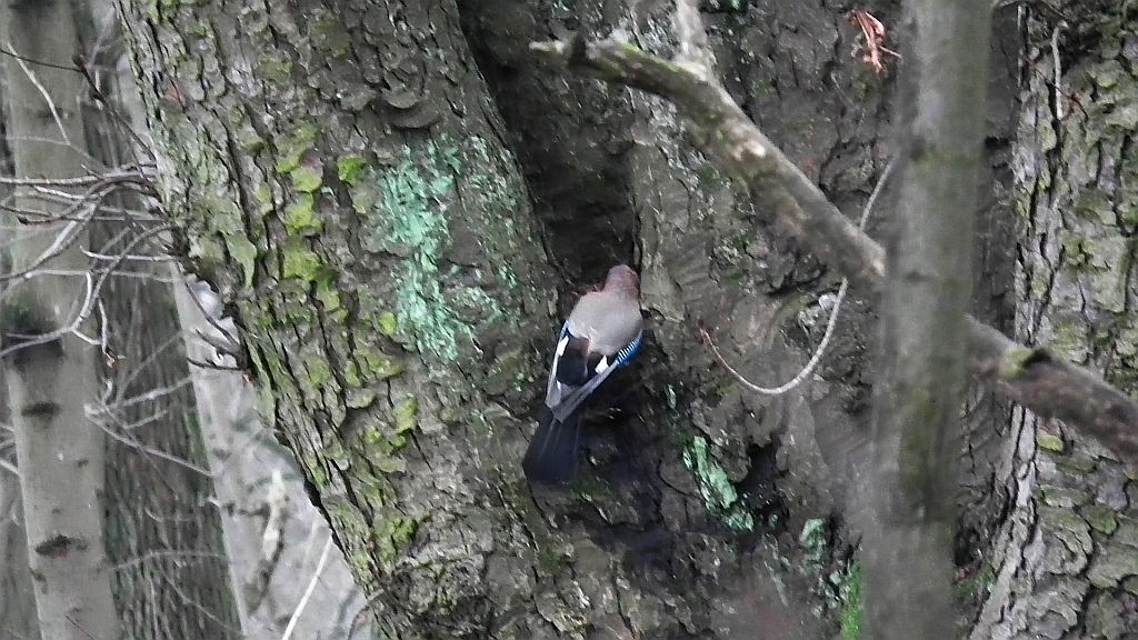 Sójka zwyczajna/sójka (Garrulus glandarius)