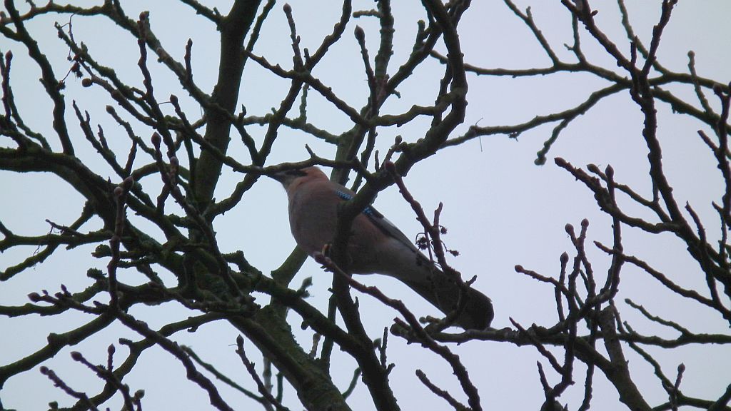 Sójka zwyczajna/sójka (Garrulus glandarius)