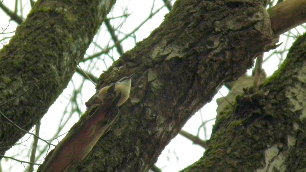 Kowalik, kowalik zwyczajny, bargiel (Sitta europaea)