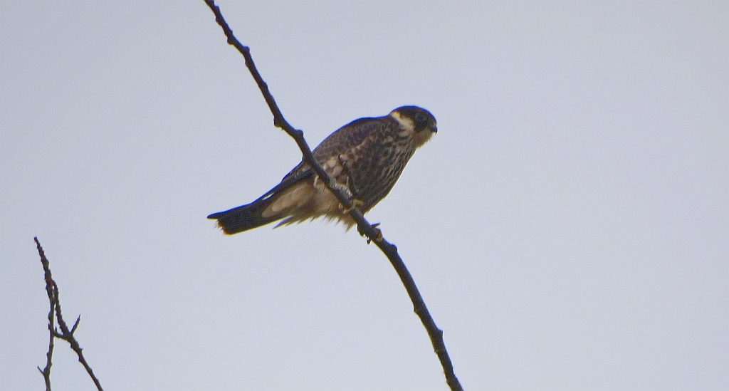 Kobuz, sokół kobuz, sokół leśny, sokolik drzewiec (Falco subbuteo)