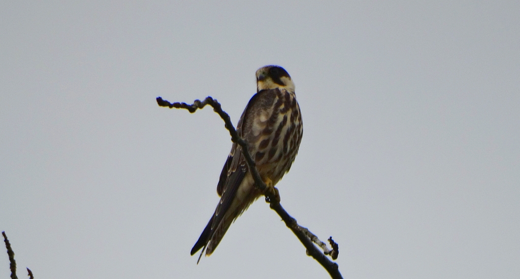 Kobuz, sokół kobuz, sokół leśny, sokolik drzewiec (Falco subbuteo)