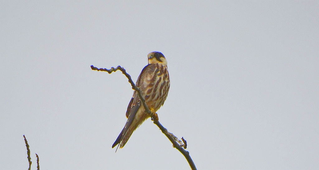 Kobuz, sokół kobuz, sokół leśny, sokolik drzewiec (Falco subbuteo)