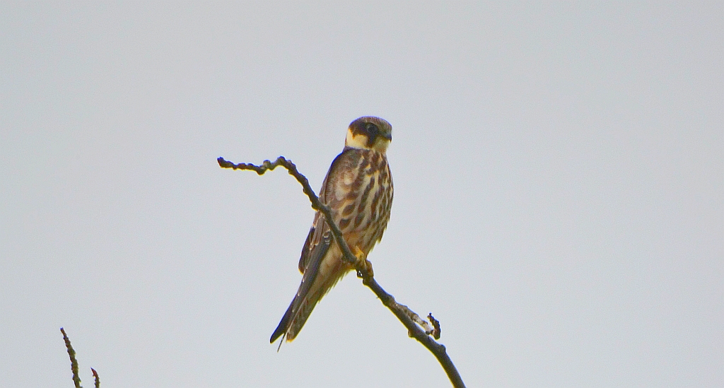 Kobuz, sokół kobuz, sokół leśny, sokolik drzewiec (Falco subbuteo)