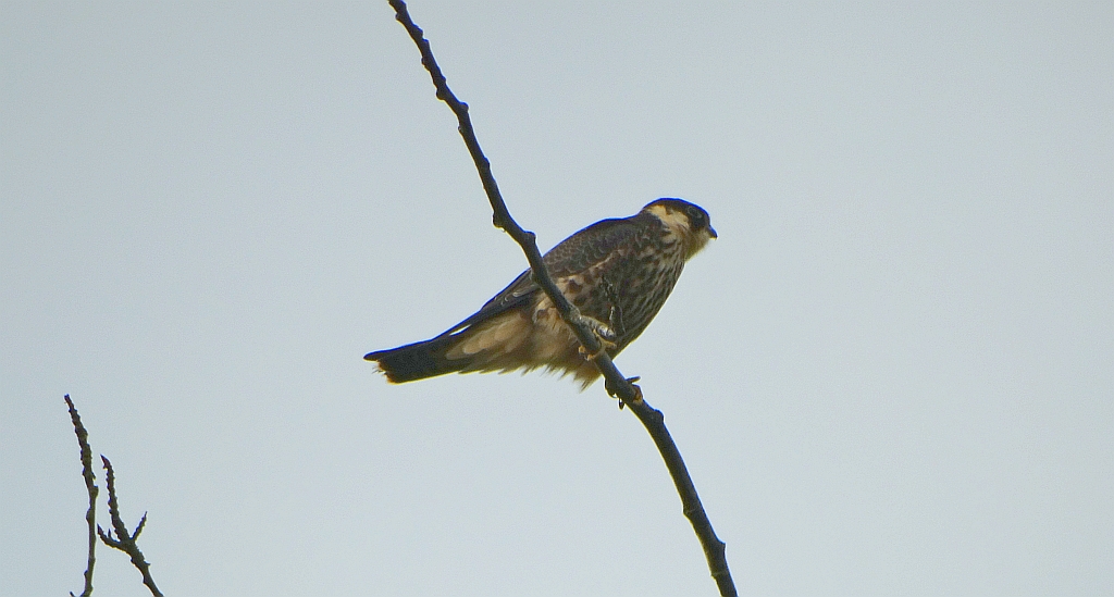 Kobuz, sokół kobuz, sokół leśny, sokolik drzewiec (Falco subbuteo)