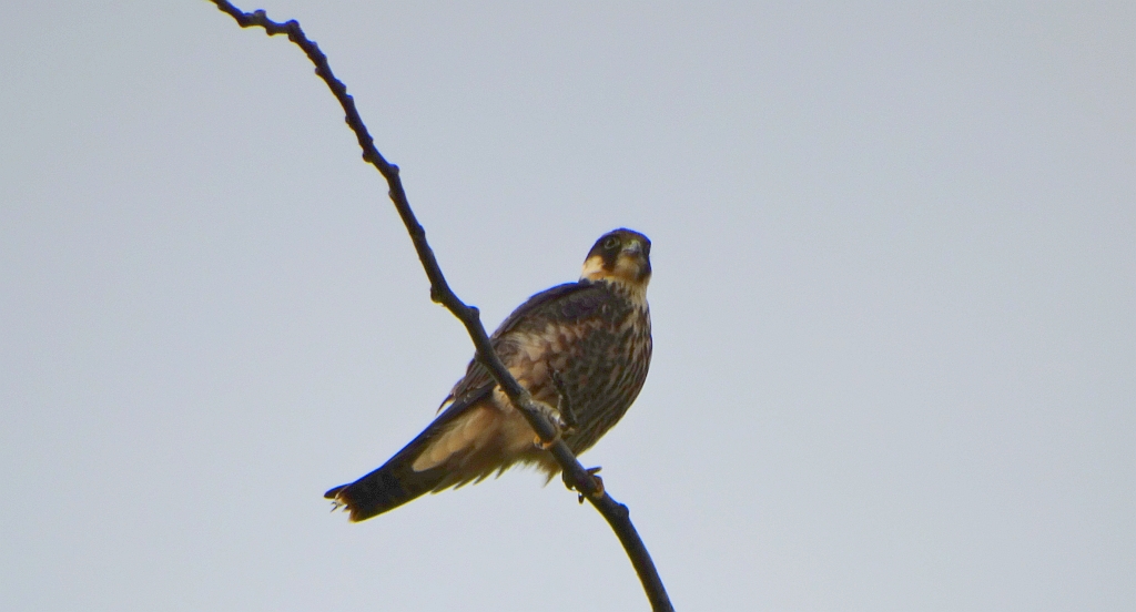 Kobuz, sokół kobuz, sokół leśny, sokolik drzewiec (Falco subbuteo)