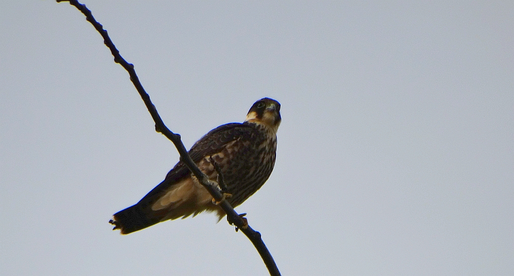 Kobuz, sokół kobuz, sokół leśny, sokolik drzewiec (Falco subbuteo)