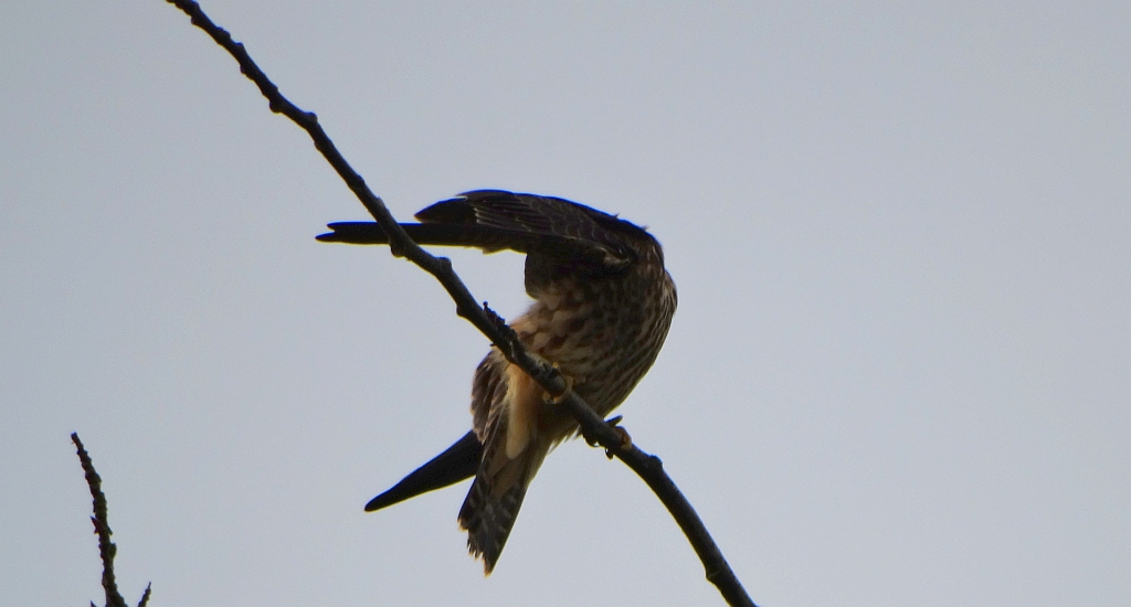 Kobuz, sokół kobuz, sokół leśny, sokolik drzewiec (Falco subbuteo)