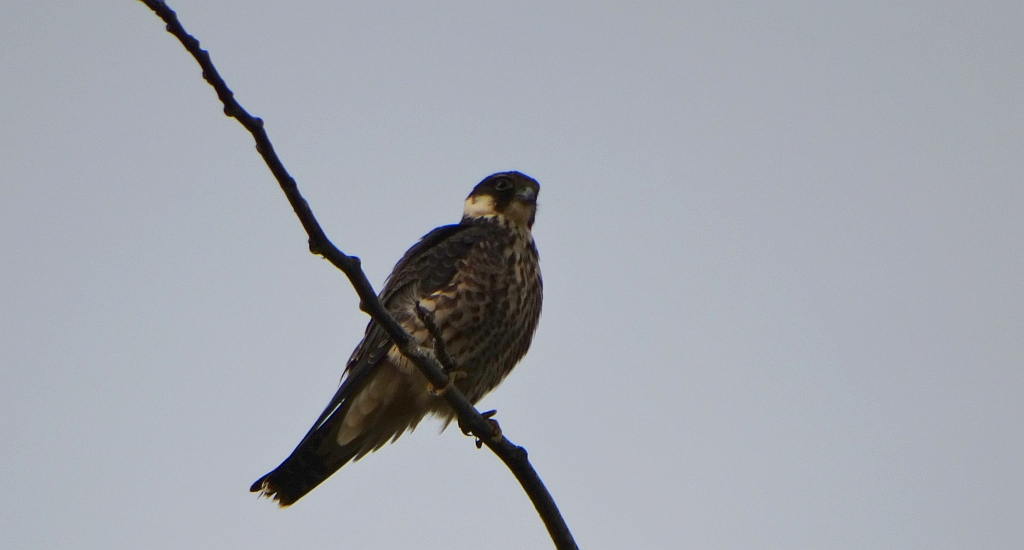 Kobuz, sokół kobuz, sokół leśny, sokolik drzewiec (Falco subbuteo)