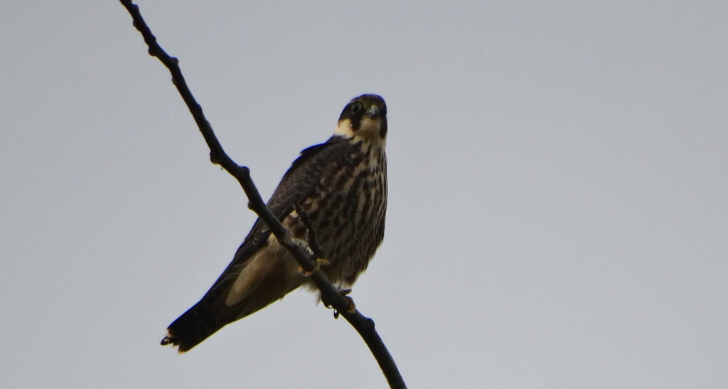Kobuz, sokół kobuz, sokół leśny, sokolik drzewiec (Falco subbuteo)