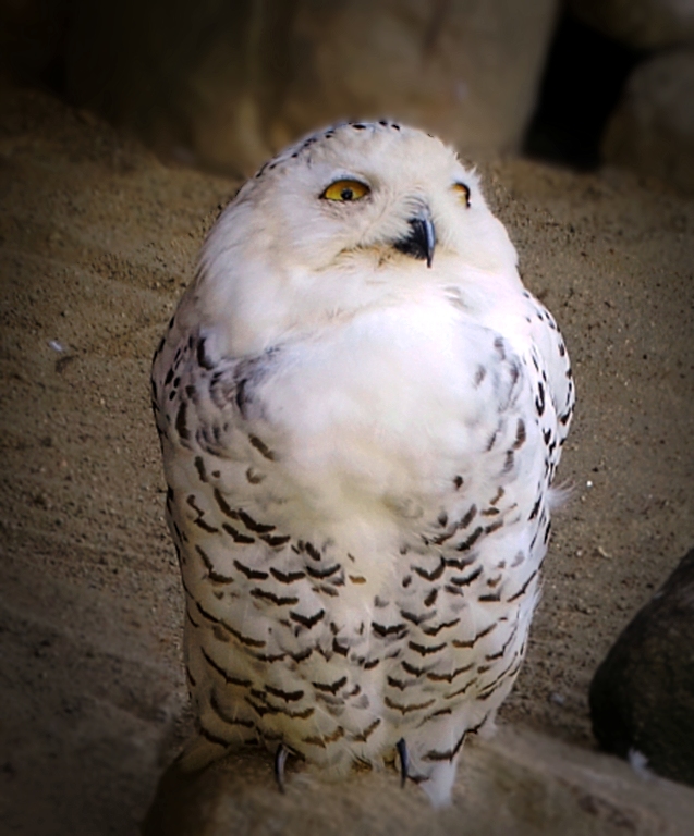 Sowa śnieżna (Nyctea scandiaca)