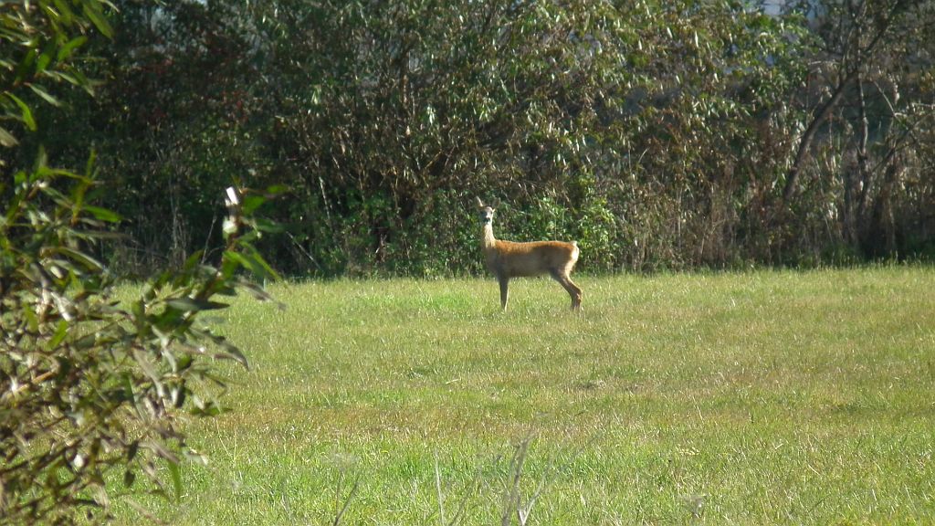 Jeleń szlachetny, jeleń (Cervus elaphus)