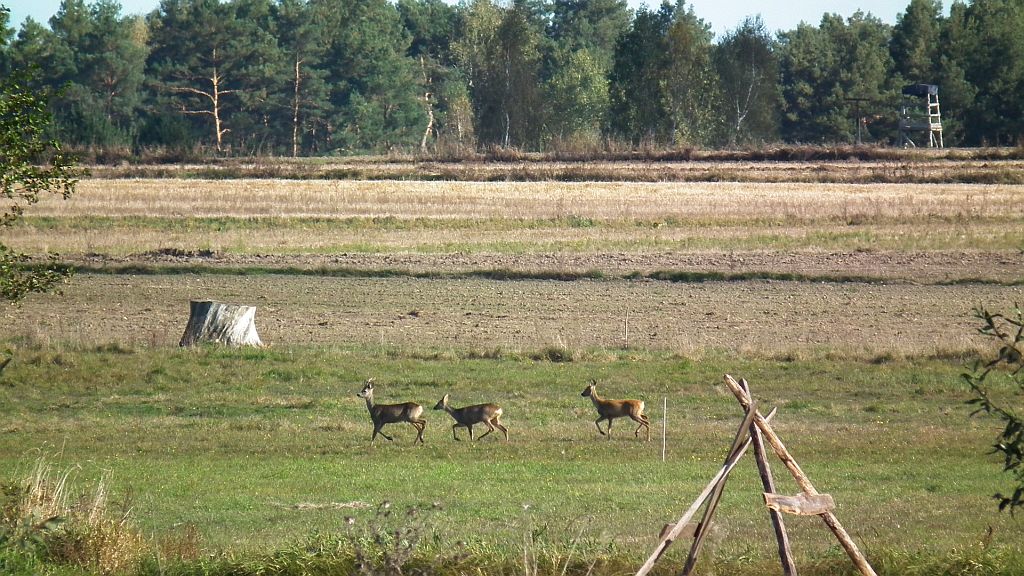 Sarna europejska (Capreolus capreolus)