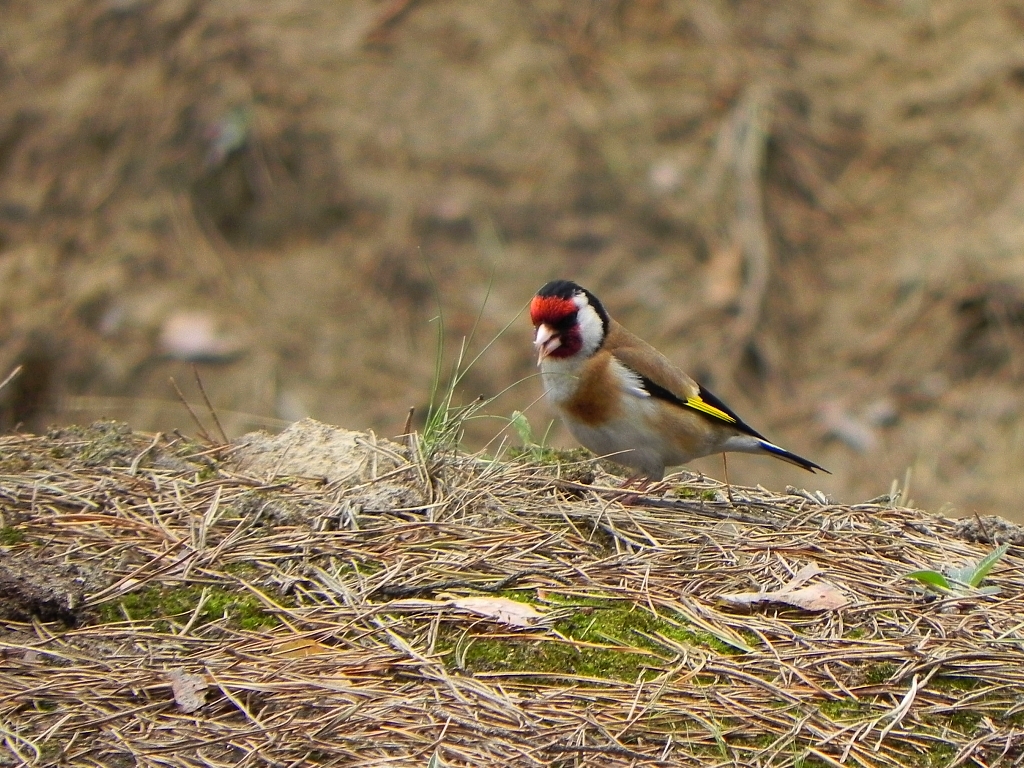 Szczygieł (Carduelis carduelis)