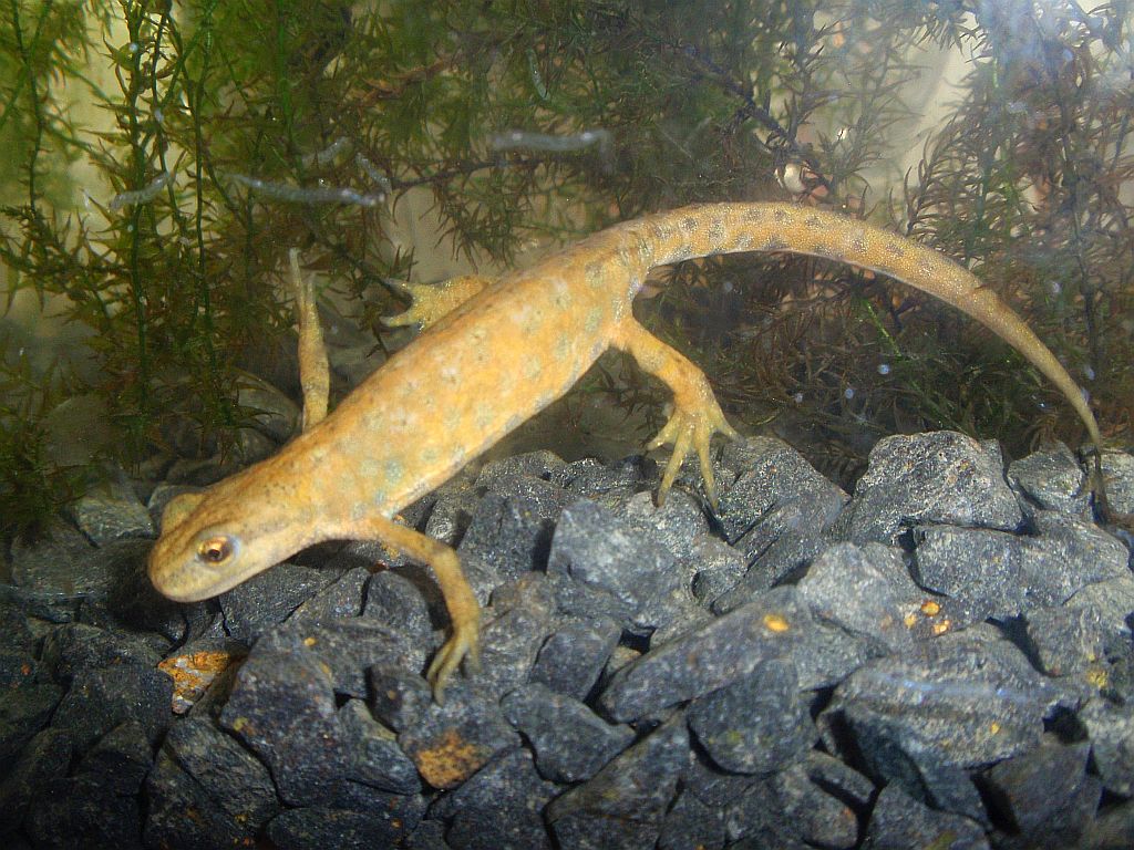 Traszka zwyczajna (Lissotriton vulgaris)