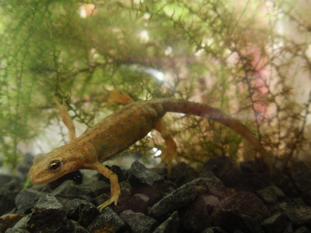 Traszka zwyczajna (Lissotriton vulgaris)