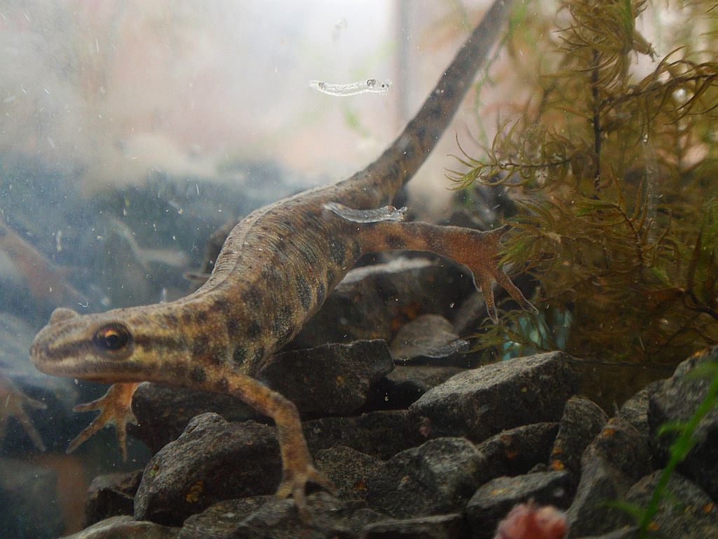 Traszka zwyczajna (Lissotriton vulgaris)