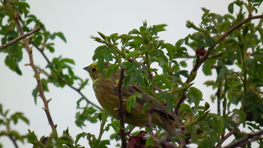 Trznadel zwyczajny, trznadel, trznadel żółtobrzuch (Emberiza citrinella)