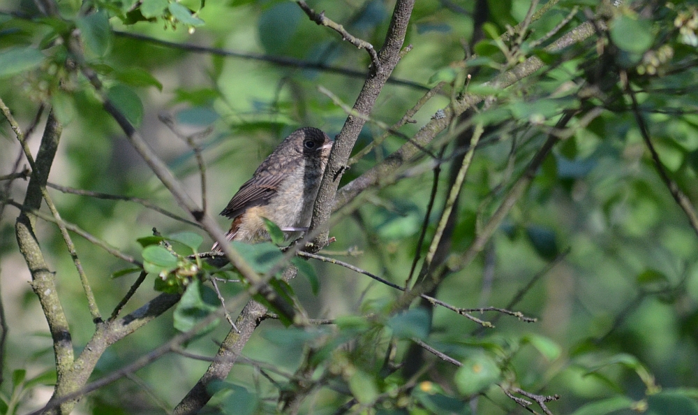 Pleszka zwyczajna, pleszka (Phoenicurus phoenicurus)