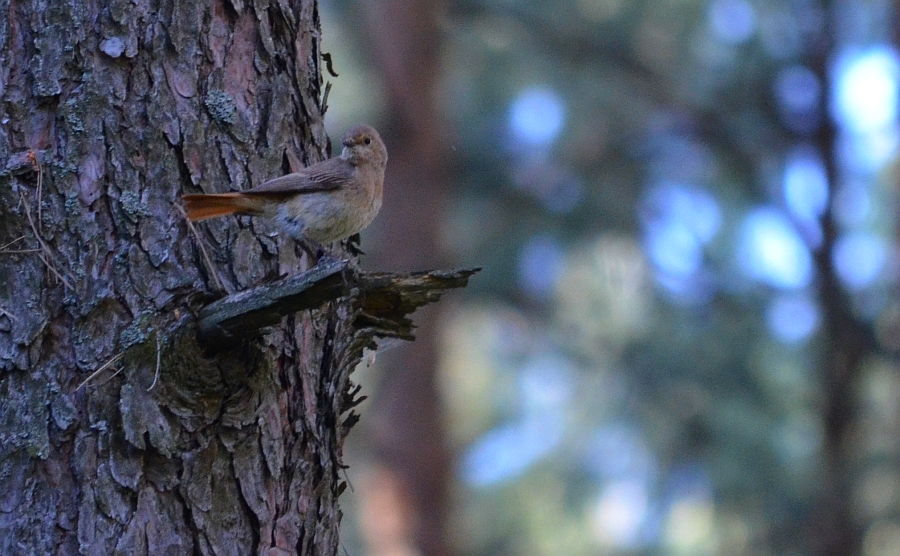 Kopciuszek (Phoenicurus ochruros)