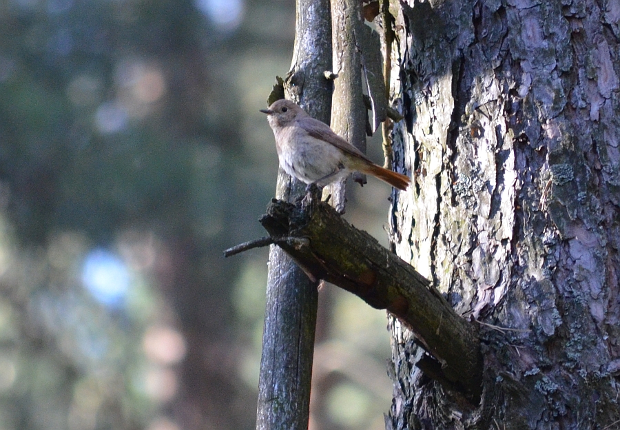 Kopciuszek (Phoenicurus ochruros)