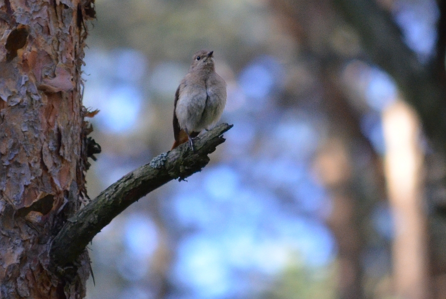 Kopciuszek (Phoenicurus ochruros)