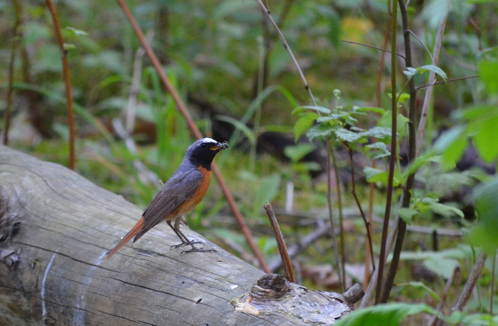 Pleszka zwyczajna, pleszka (Phoenicurus phoenicurus)