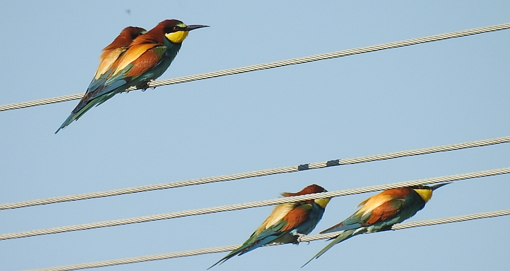 Żołna zwyczajna, żołna pospolita, żołna pszczołojad (Merops apiaster)