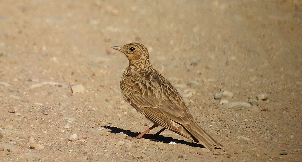 Skowronek zwyczajny, skowronek polny, skowronek, rolak (Alauda arvensis)