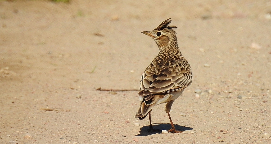 Skowronek zwyczajny, skowronek polny, skowronek, rolak (Alauda arvensis)