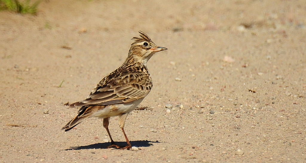 Skowronek zwyczajny, skowronek polny, skowronek, rolak (Alauda arvensis)