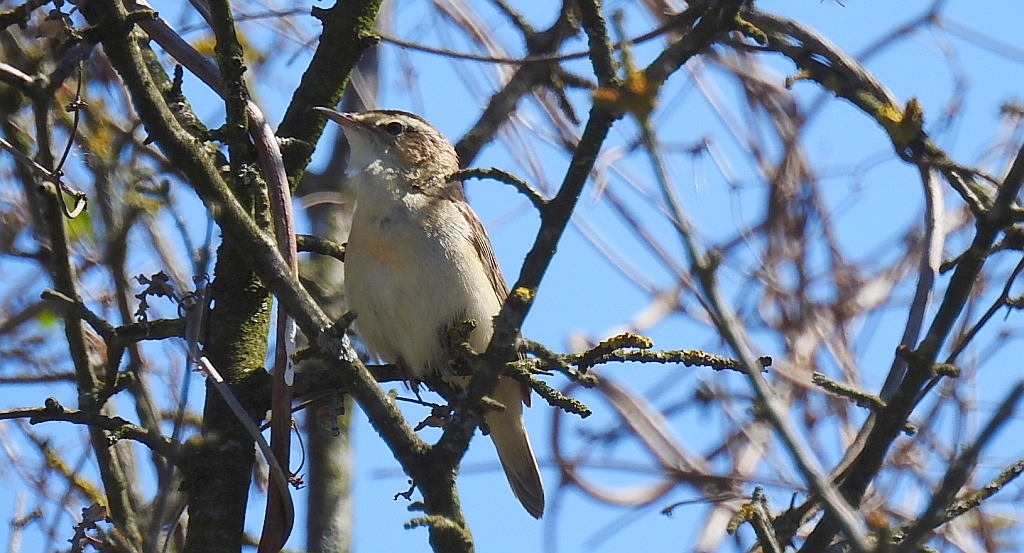 Łozówka (Acrocephalus palustris)