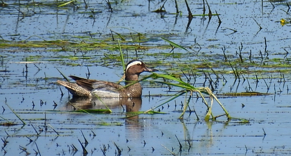 Cyranka zwyczajna, cyranka (Spatula querquedula)