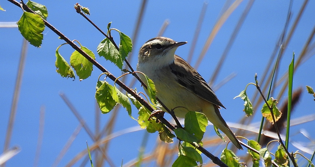 Rokitniczka (Acrocephalus schoenobaenus)