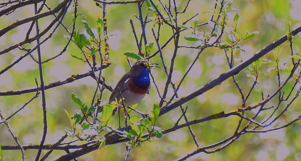 Podróżniczek (Luscinia svecica)