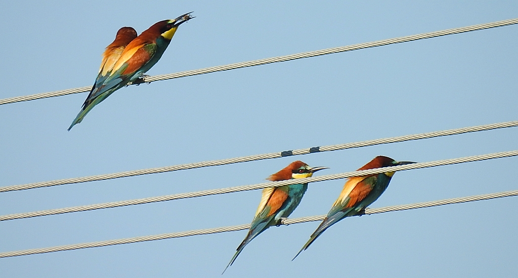 Żołna zwyczajna, żołna pospolita, żołna pszczołojad (Merops apiaster)