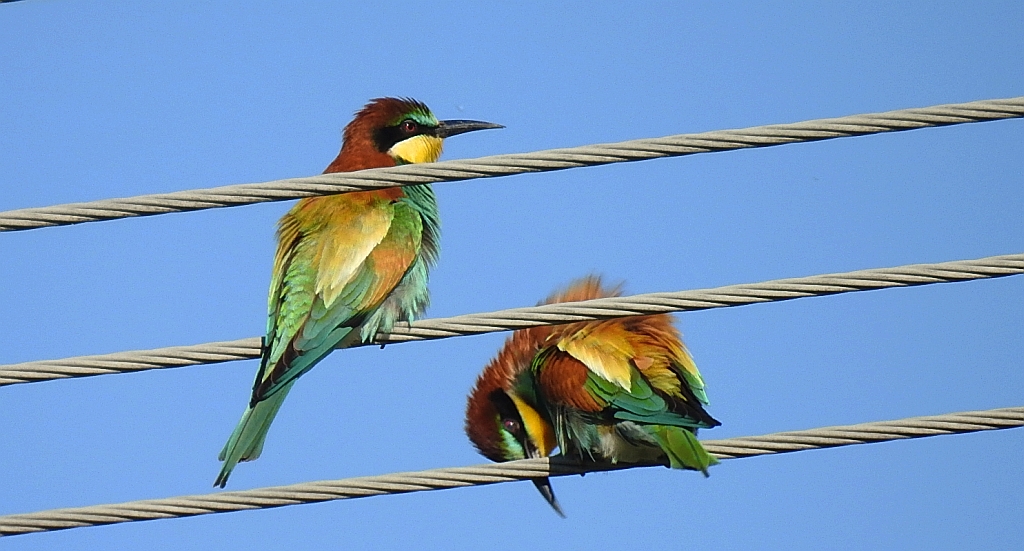 Żołna zwyczajna, żołna pospolita, żołna pszczołojad (Merops apiaster)