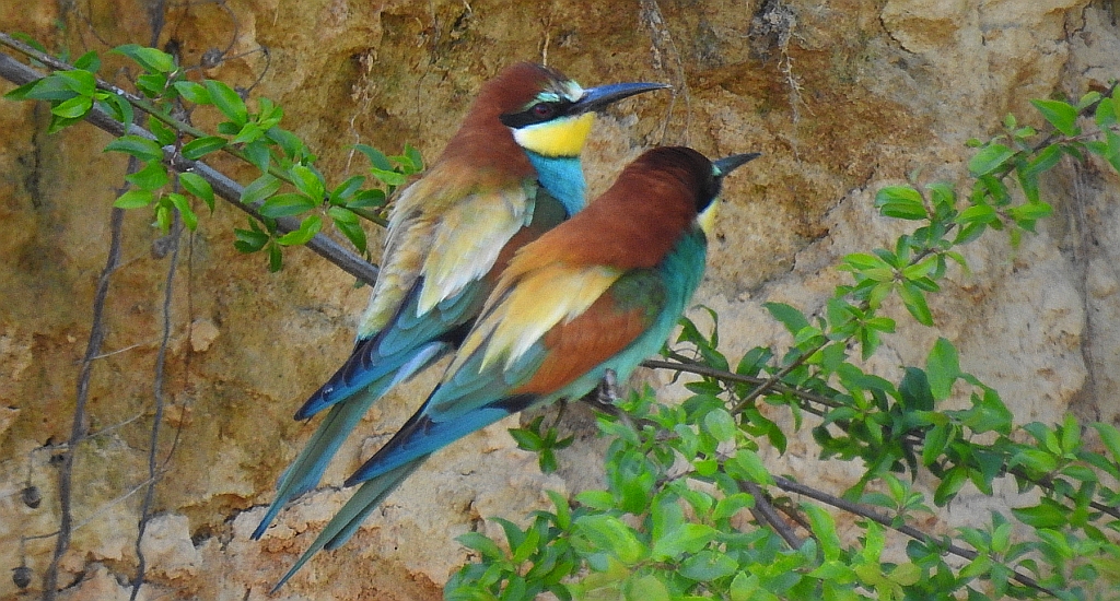 Żołna zwyczajna, żołna pospolita, żołna pszczołojad (Merops apiaster)