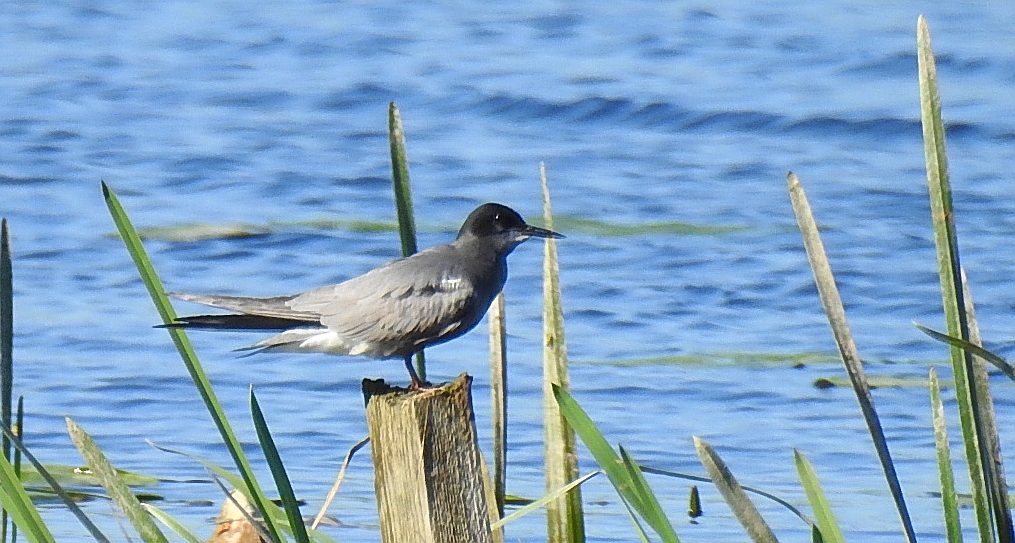 Rybitwa czarna, rybitwa żałobna (Chlidonias niger)