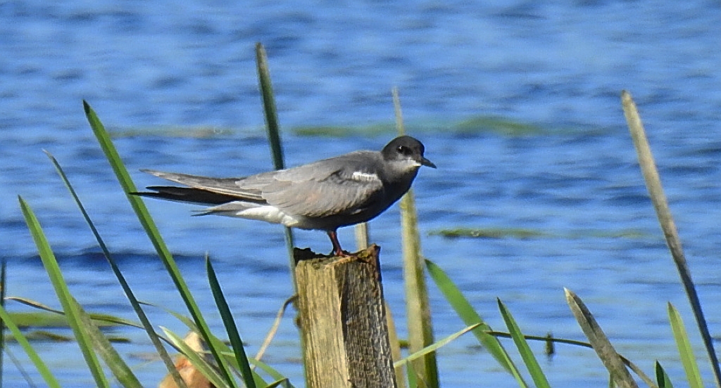 Rybitwa czarna, rybitwa żałobna (Chlidonias niger)