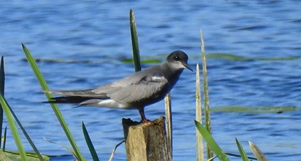 Rybitwa czarna, rybitwa żałobna (Chlidonias niger)