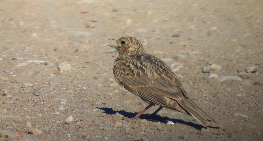 Skowronek zwyczajny, skowronek polny, skowronek, rolak (Alauda arvensis)