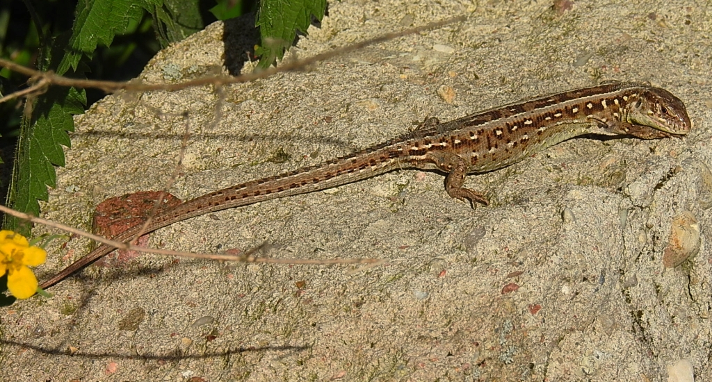 Jaszczurka zwinka (Lacerta agilis)